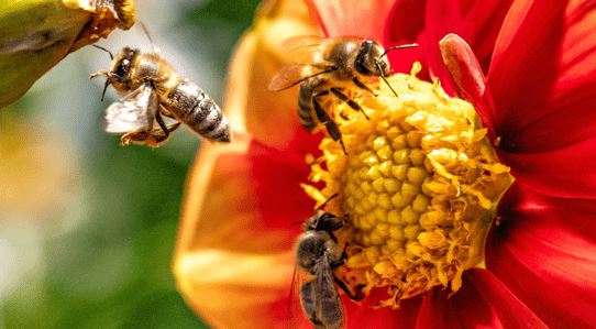 abejas trabajando